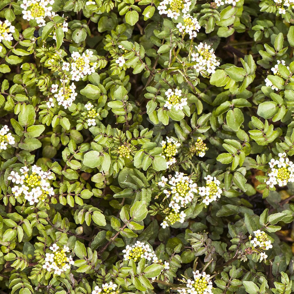 Rorippa Nasturtium Aquaticum Aquatic Pond Plant - Water Cress Aquatic Plants