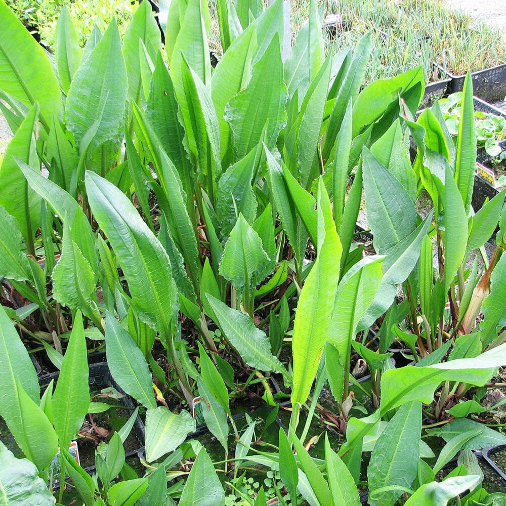 Rumex Hydrolapathum Aquatic Pond Plant - Water Dock Aquatic Plants