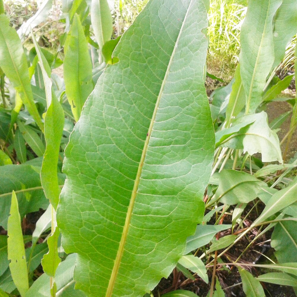 Rumex Hydrolapathum Aquatic Pond Plant - Water Dock Aquatic Plants