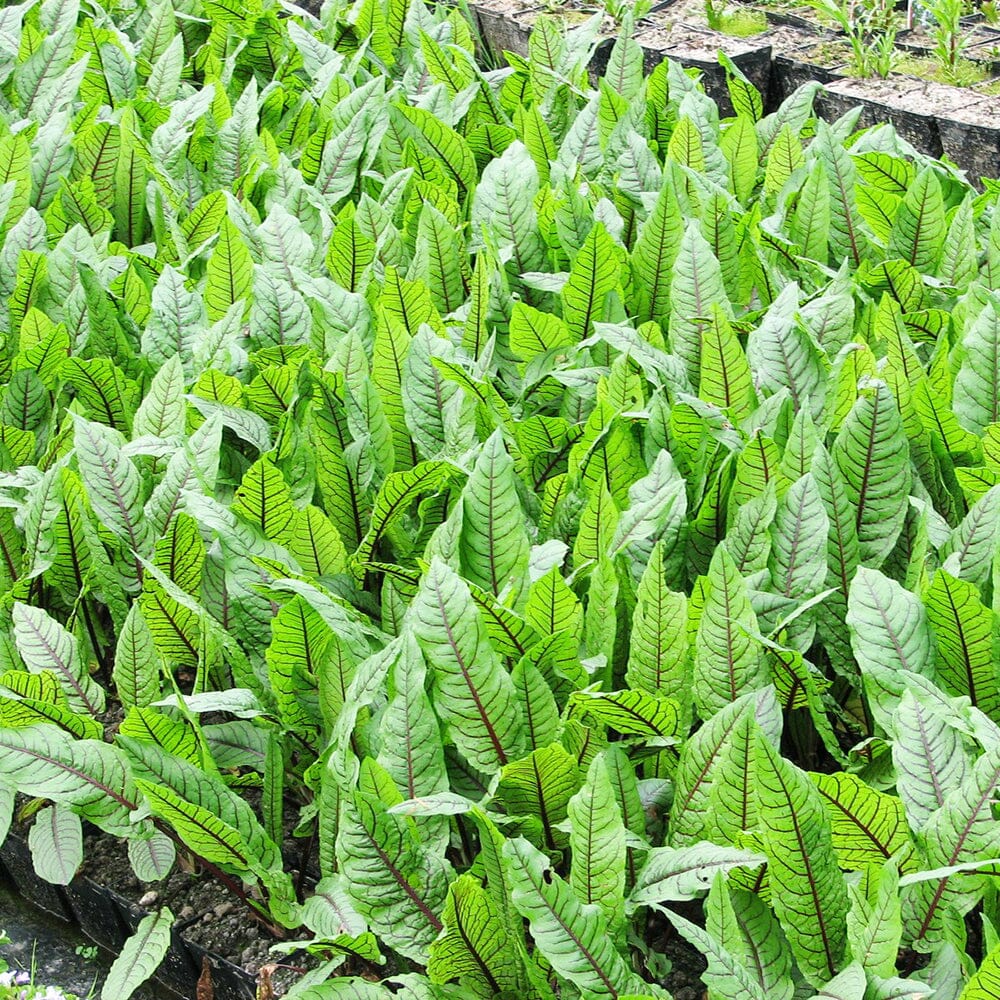 Rumex Sanguineus Aquatic Pond Plant - Bloodwort Wood Dock Aquatic Plants