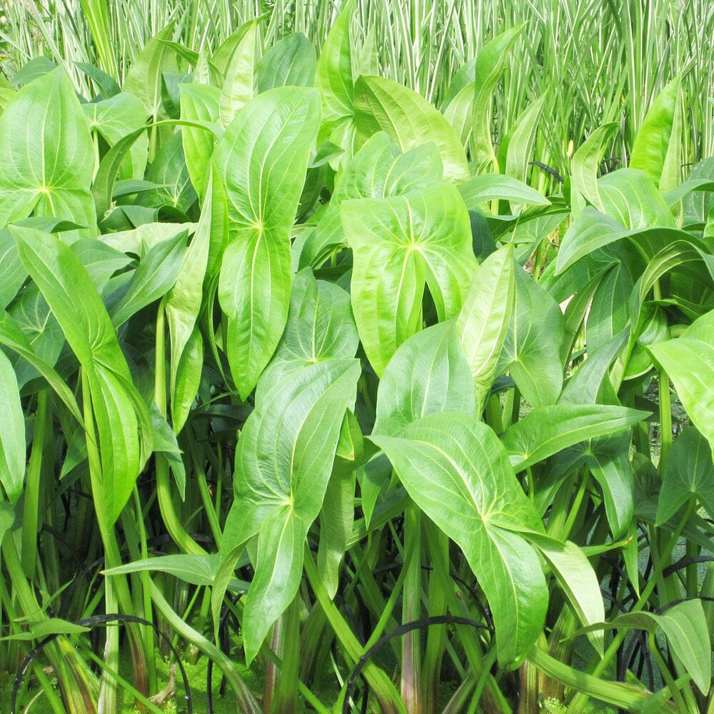 Sagittaria Latifolia Aquatic Pond Plant - Duck Potato Aquatic Plants