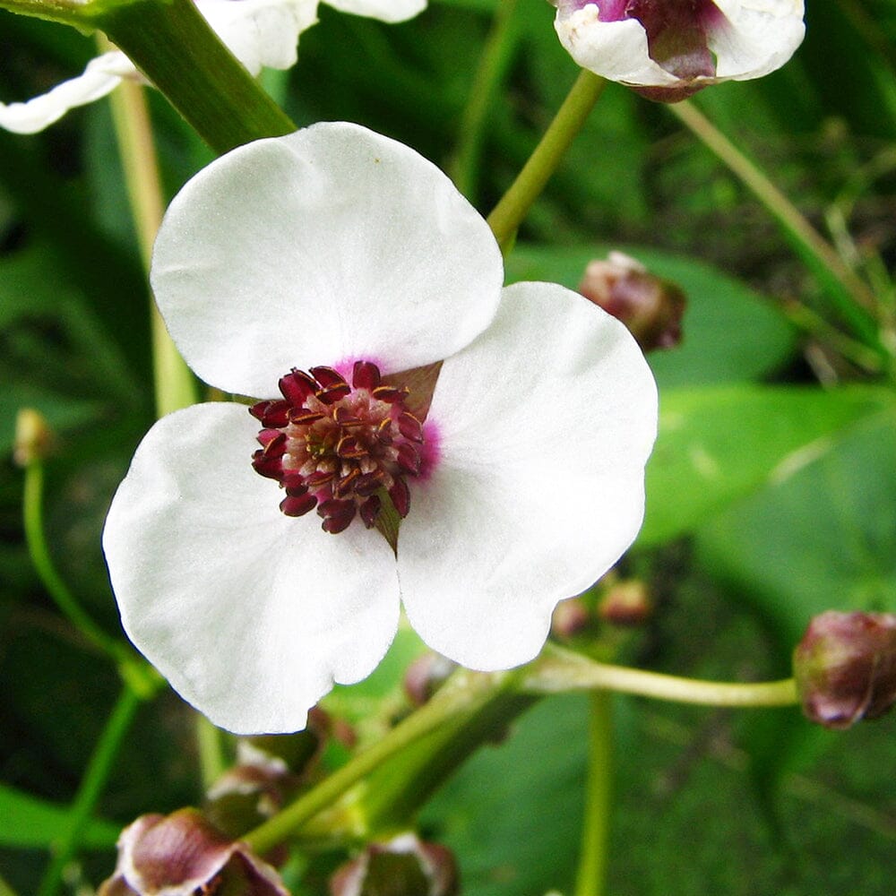 Sagittaria Sagittifolia Aquatic Pond Plant - Duck Potato Aquatic Plants