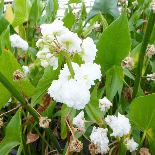 Sagittaria Sagittifolia Flore Pleno Aquatic Pond Plant - Double Japanese Arrowhead Aquatic Plants