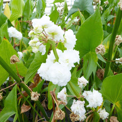 Sagittaria Sagittifolia Flore Pleno Aquatic Pond Plant - Double Japanese Arrowhead Aquatic Plants