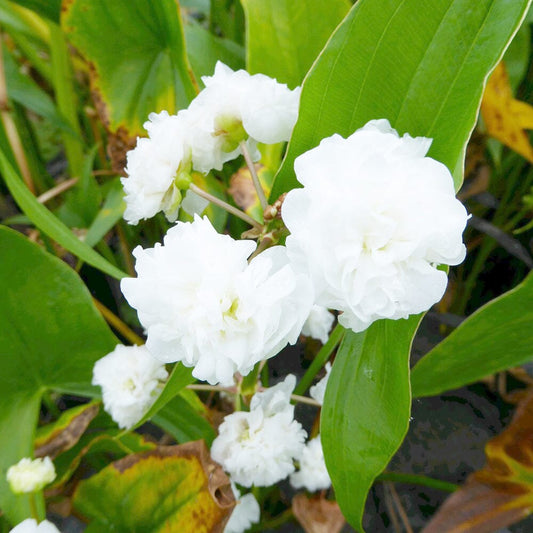 Sagittaria Sagittifolia Flore Pleno Aquatic Pond Plant - Double Japanese Arrowhead Aquatic Plants