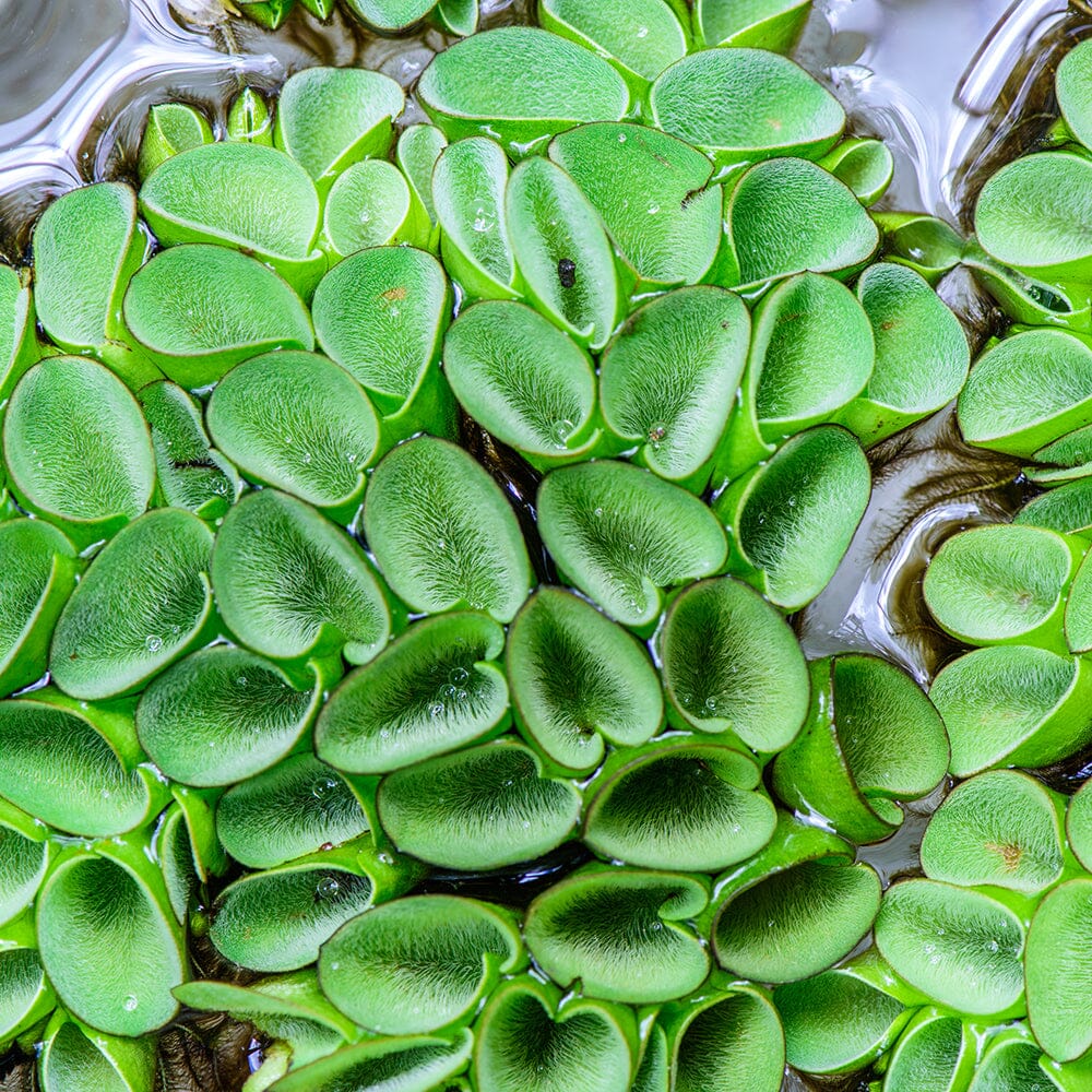 Salvinia Cucullata Aquatic Pond Plant - Asian Watermoss Aquatic Plants