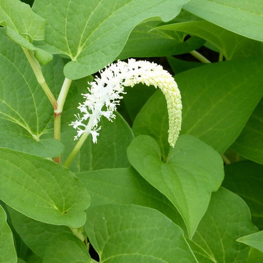 Saururus Cernuus Aquatic Pond Plant - Lizard's Tail Aquatic Plants