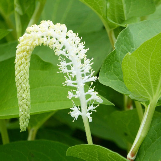 Saururus Cernuus Aquatic Pond Plant - Lizard's Tail Aquatic Plants