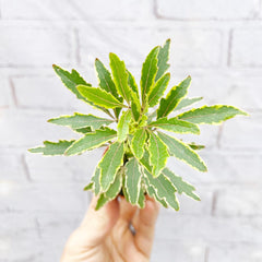 Schefflera Bianca Variegated Umbrella Tree House Plant 6cm Pot House Plant