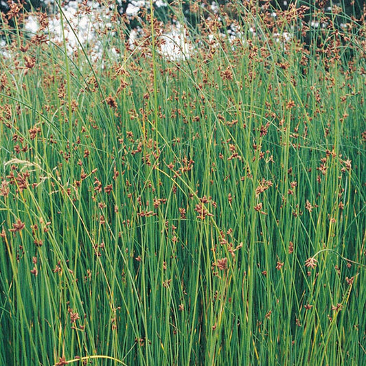 Scirpus Lacustris Aquatic Pond Plant - Club Rush Aquatic Plants