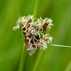 Scirpus Maritimus Aquatic Pond Plant - Saltmarsh Bulrush Aquatic Plants