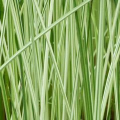 Scirpus Tabernaemontani Albescens Aquatic Pond Plant - Striped Bulrush Aquatic Plants