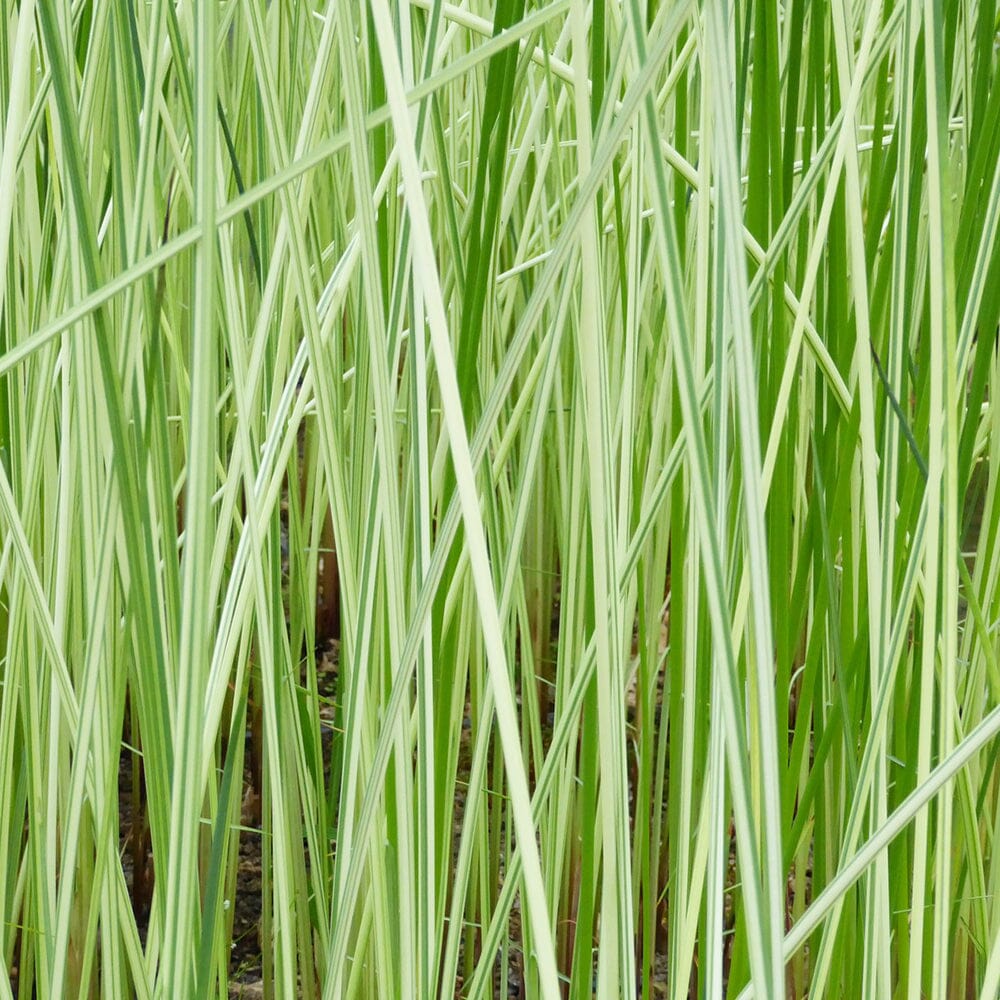 Scirpus Tabernaemontani Albescens Aquatic Pond Plant - Striped Bulrush Aquatic Plants