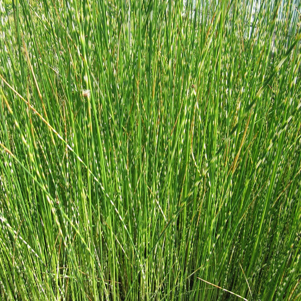 Scirpus Tabernaemontani Zebrinus Aquatic Pond Plant - Zebra Rush Aquatic Plants