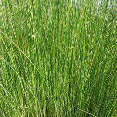 Scirpus Tabernaemontani Zebrinus Aquatic Pond Plant - Zebra Rush Aquatic Plants