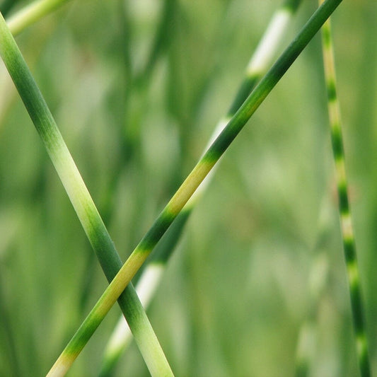 Scirpus Tabernaemontani Zebrinus Aquatic Pond Plant - Zebra Rush Aquatic Plants