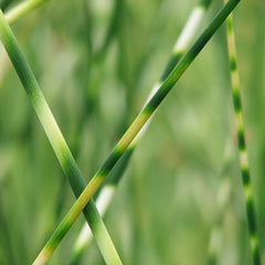 Scirpus Tabernaemontani Zebrinus Aquatic Pond Plant - Zebra Rush Aquatic Plants