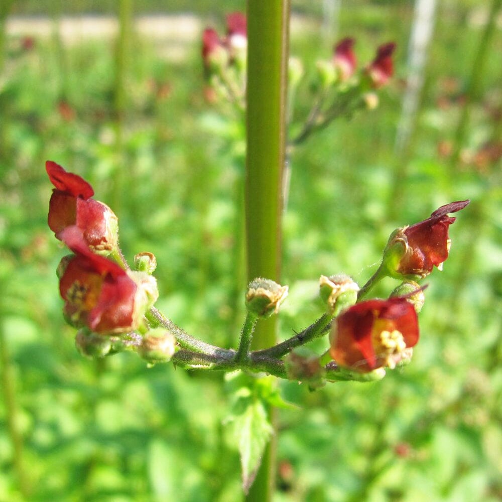 Scrophularia Auriculata Aquatic Pond Plant - Water Figwort Aquatic Plants