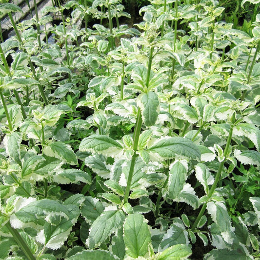 Scrophularia Auriculata Variegata Aquatic Pond Plant Aquatic Plants