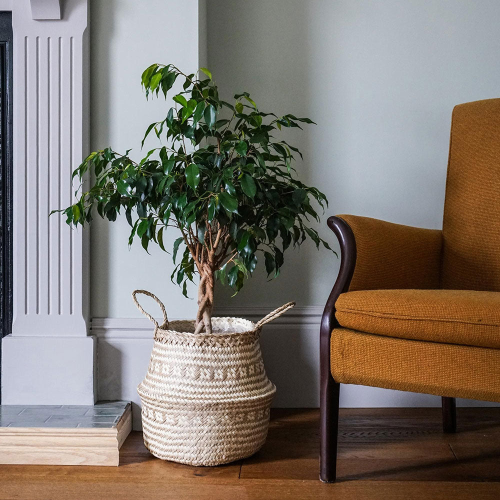 Seagrass Tribal White Lined Basket Medium 30cm Height 35cm Dia Pots & Planters