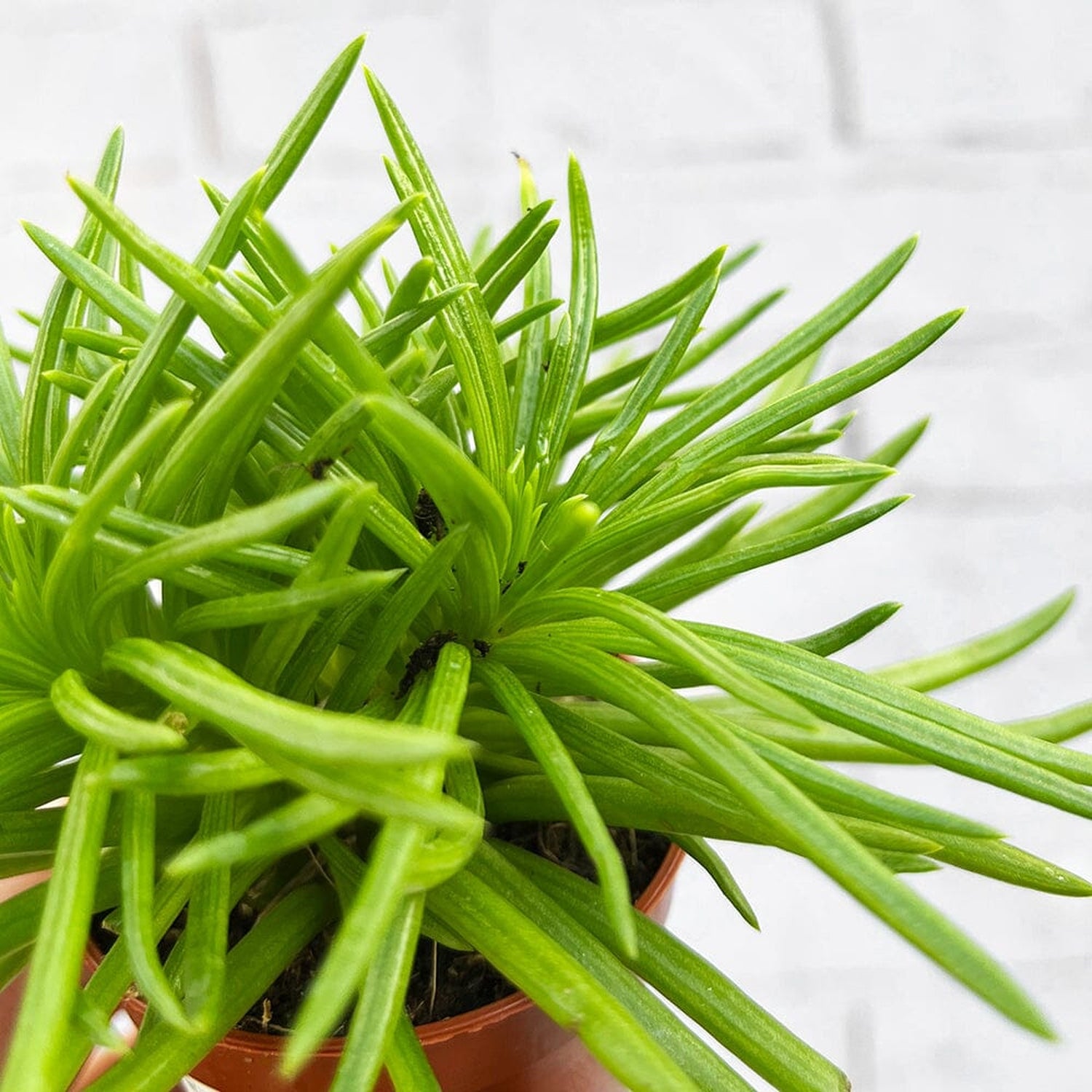 Senecio 2025 himalaya pruning