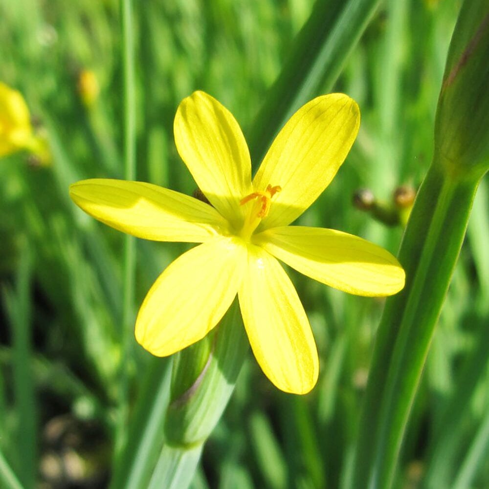 Sisyrinchium Californicum Aquatic Pond Plant - Yellow Eyed Grass Aquatic Plants