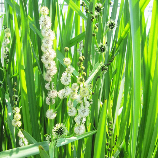 Sparganium Erectum Aquatic Pond Plant - Branched Bur-reed Aquatic Plants