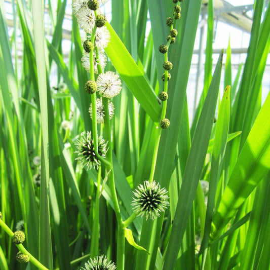 Sparganium Erectum Aquatic Pond Plant - Branched Bur-reed Aquatic Plants