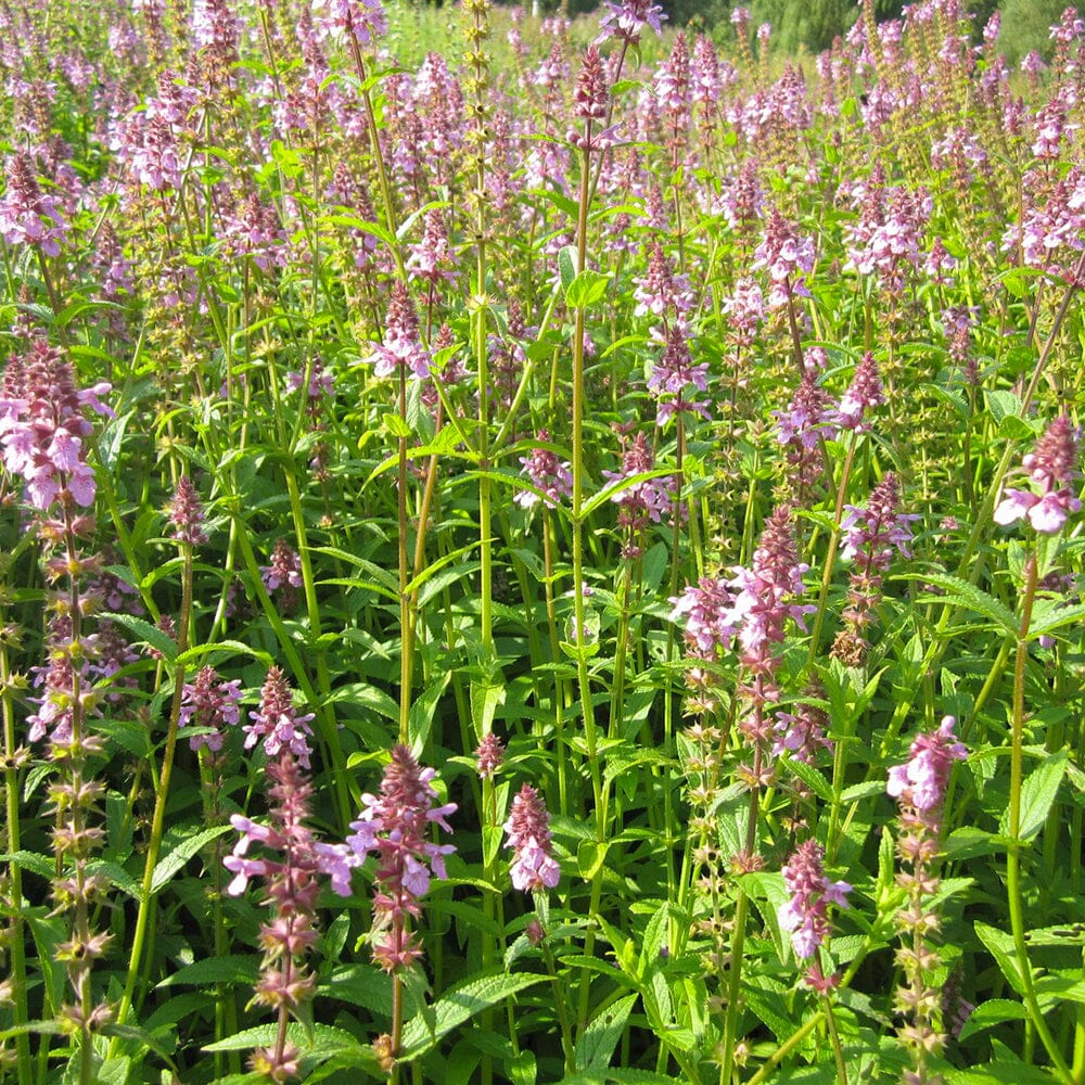 Stachys Palustris Aquatic Pond Plant - Marsh Woundwort Aquatic Plants