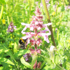 Stachys Palustris Aquatic Pond Plant - Marsh Woundwort Aquatic Plants