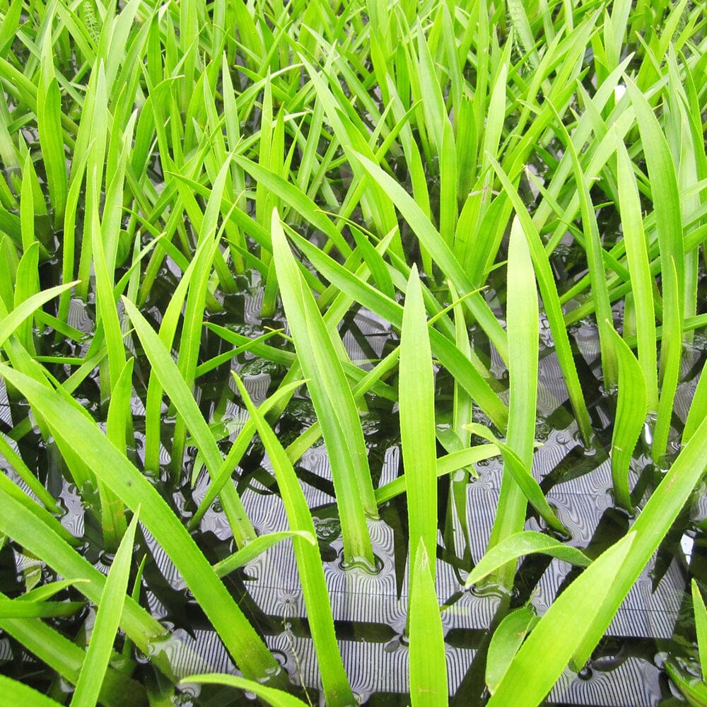 Stratiotes Aloides Aquatic Pond Plant - Water Soldier Aquatic Plants