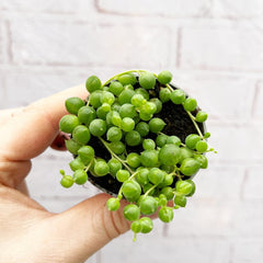 String of Pearls Senecio Herreanus Succulent House Plant 6cm Pot House Plant