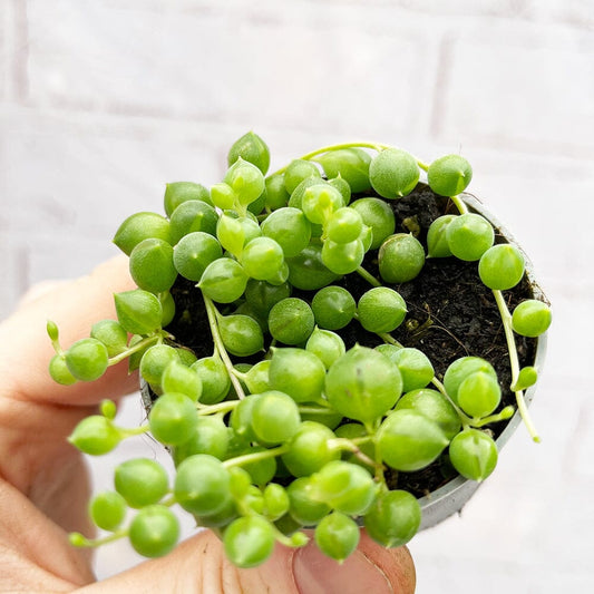 String of Pearls Senecio Herreanus Succulent House Plant 6cm Pot House Plant