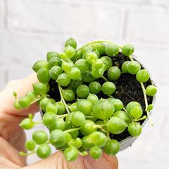 String of Pearls Senecio Herreanus Succulent House Plant 6cm Pot House Plant