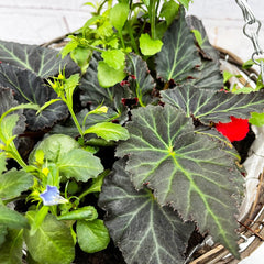 Summer Begonia Hanging Basket Mixed Pre-planted 30cm Wicker Hanging Basket