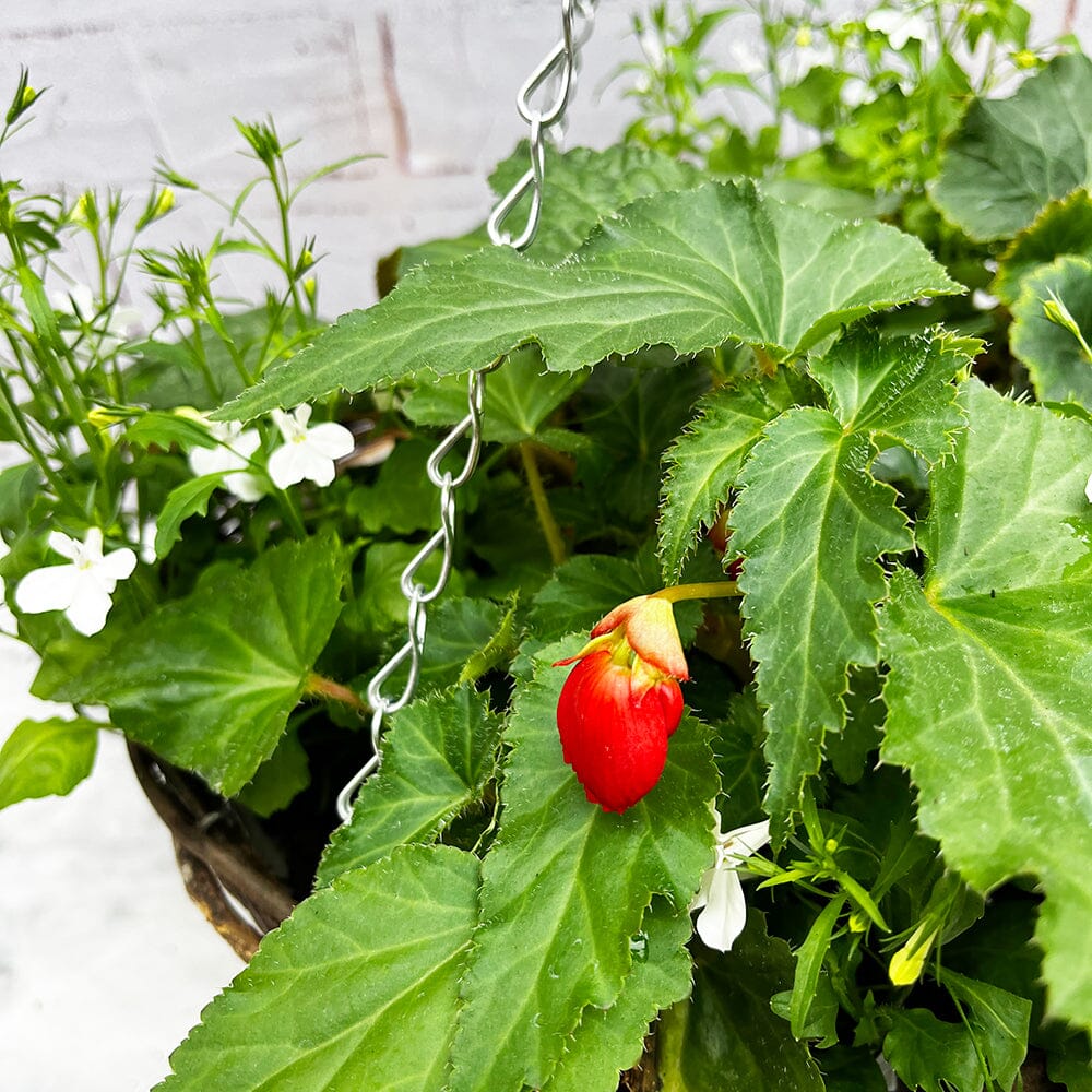 Summer Begonia Hanging Basket Mixed Pre-planted 30cm Wicker Hanging Basket