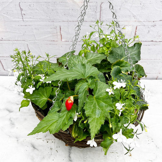 Summer Begonia Hanging Basket Mixed Pre-planted 30cm Wicker Hanging Basket