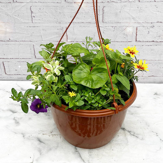 Summer Hanging Basket Mixed Pre-planted 30cm Terracotta Hanging Basket