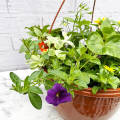 Summer Hanging Basket Mixed Pre-planted 30cm Terracotta Hanging Basket