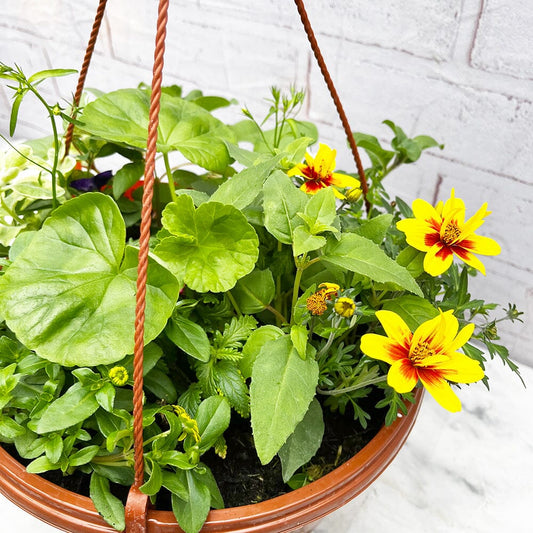 Summer Hanging Basket Mixed Pre-planted 30cm Terracotta Hanging Basket