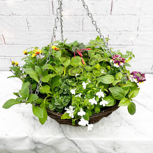 Summer Hanging Basket Mixed Pre-planted 30cm Wicker Hanging Basket