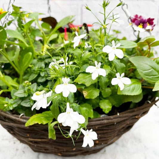 Summer Hanging Basket Mixed Pre-planted 30cm Wicker Hanging Basket