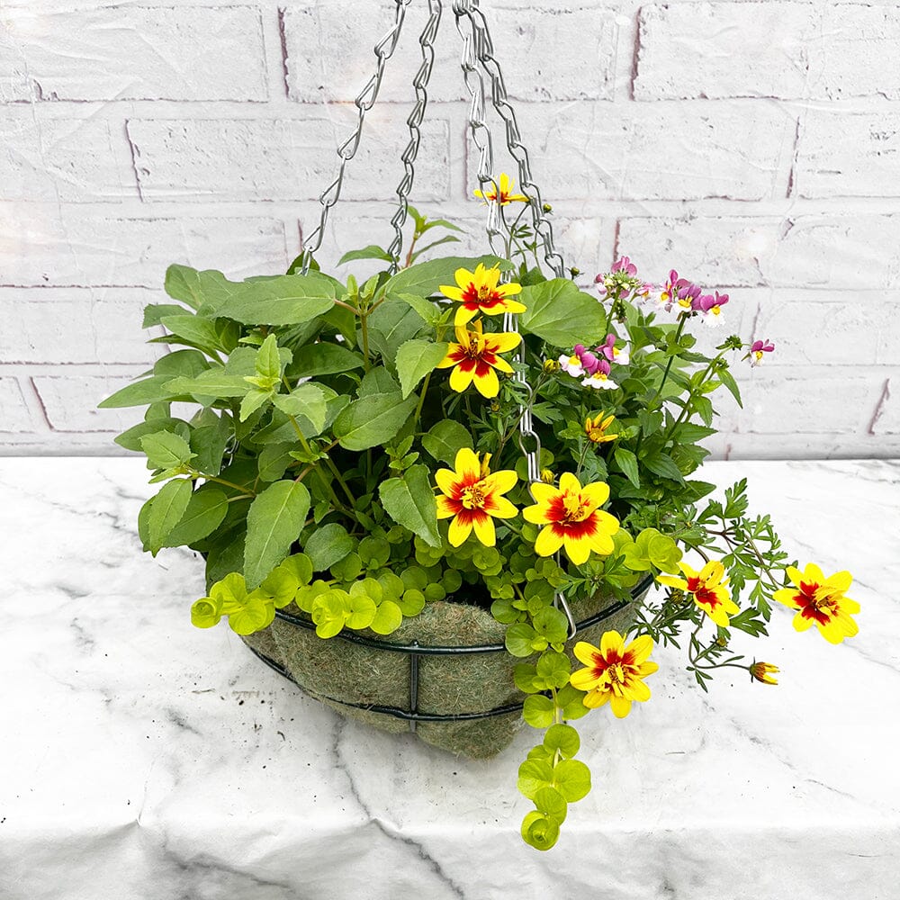 Summer Hanging Basket Mixed Pre-planted 32cm Wire Hanging Basket