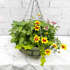 Summer Hanging Basket Mixed Pre-planted 32cm Wire Hanging Basket