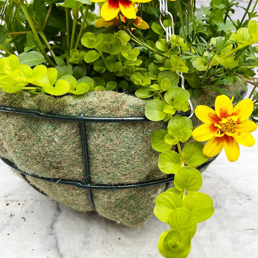 Summer Hanging Basket Mixed Pre-planted 32cm Wire Hanging Basket