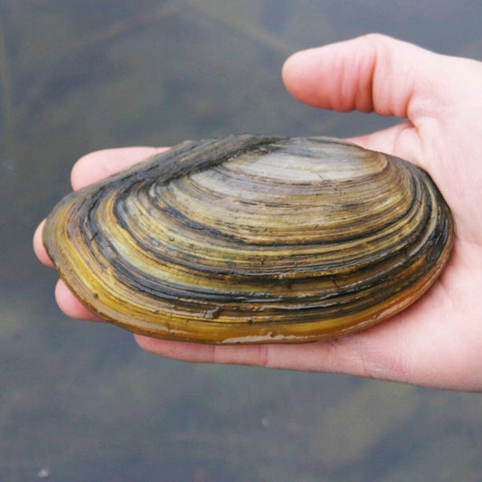 Swan Mussels Aquatic Pond Molluscs Aquatic Plants