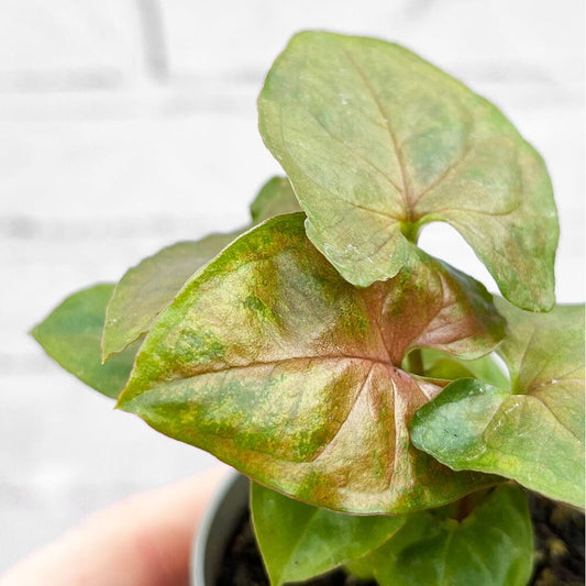 Syngonium Berry Arrowhead House Plant 6cm Pot House Plant