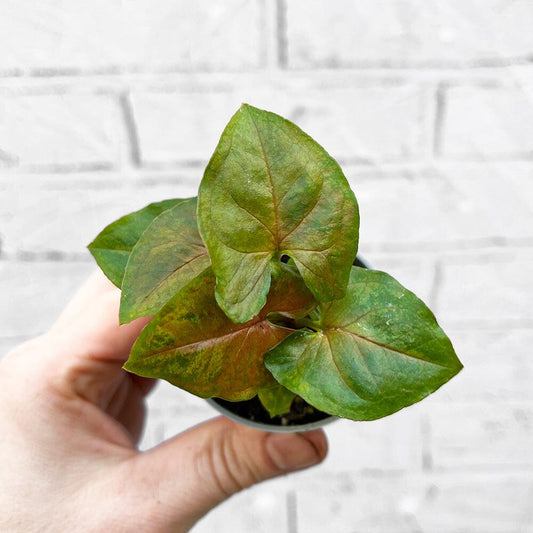 Syngonium Berry Arrowhead House Plant 6cm Pot House Plant