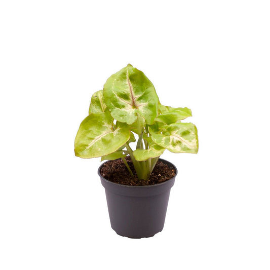 Syngonium Golden Allusion Arrowhead House Plant 6cm Pot Potted Houseplants