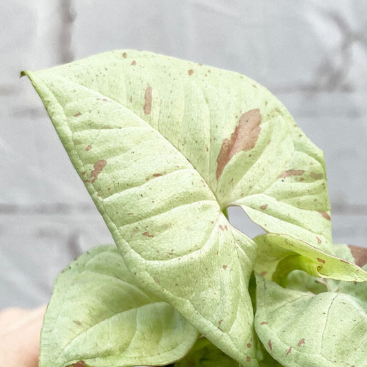 Syngonium Milk Confetti Arrowhead House Plant 6cm Pot House Plant